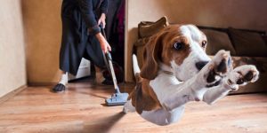 Common Pet Vacuum Buying Mistakes