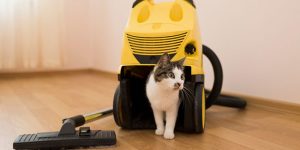 Regular Vs. Pet Vacuum Cleaners