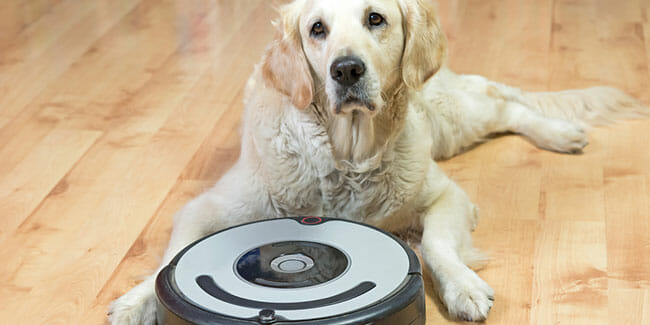 Pet Vacuums Remove Pet Odors