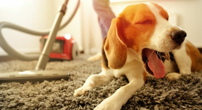 cleaning with a vacuum cleaner, next to her is a beagle dog